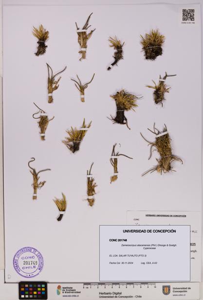 Zameioscirpus atacamensis [Espécimen: UDEC:CONC:0201748]