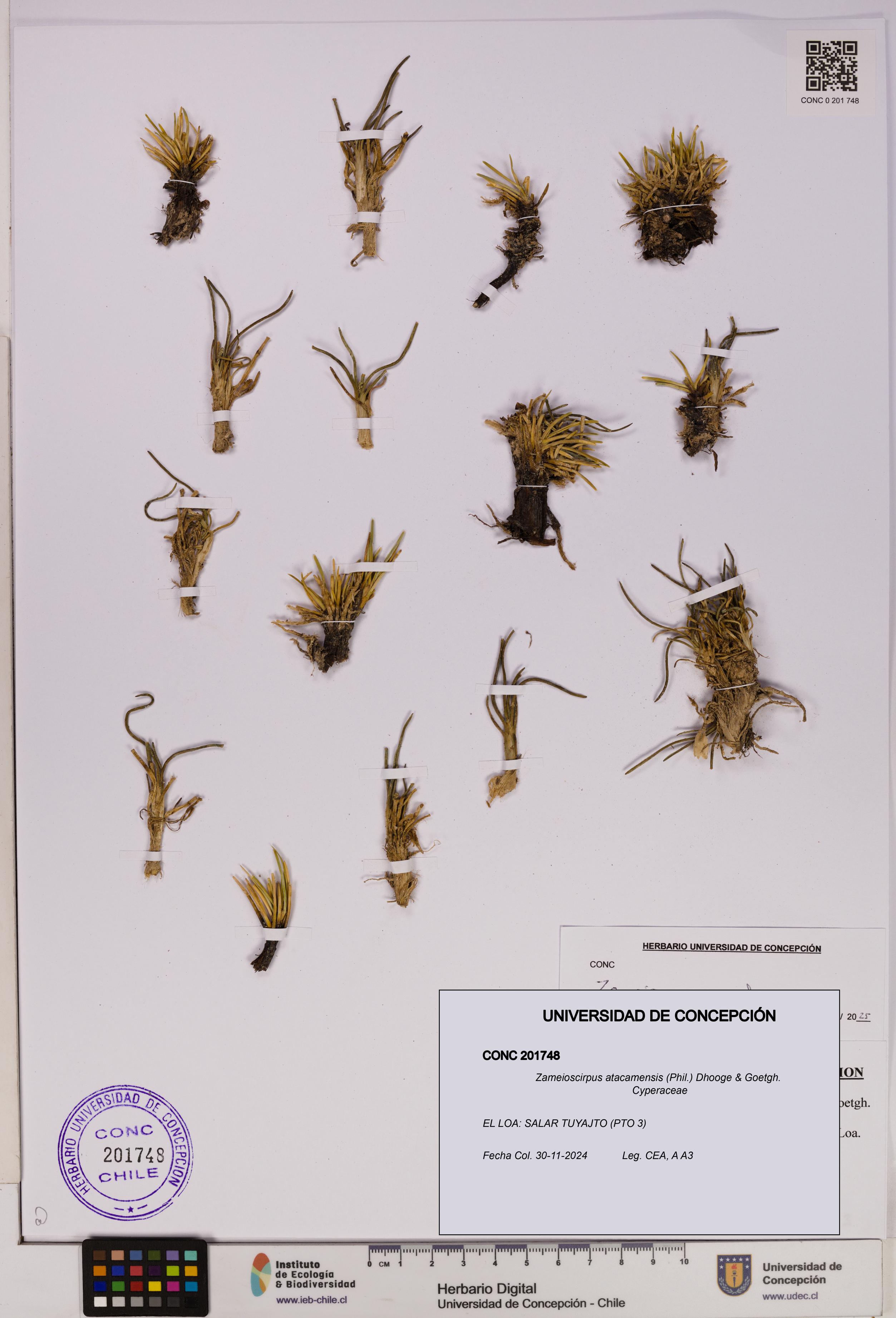 Zameioscirpus atacamensis [Espécimen: UDEC:CONC:0201748]