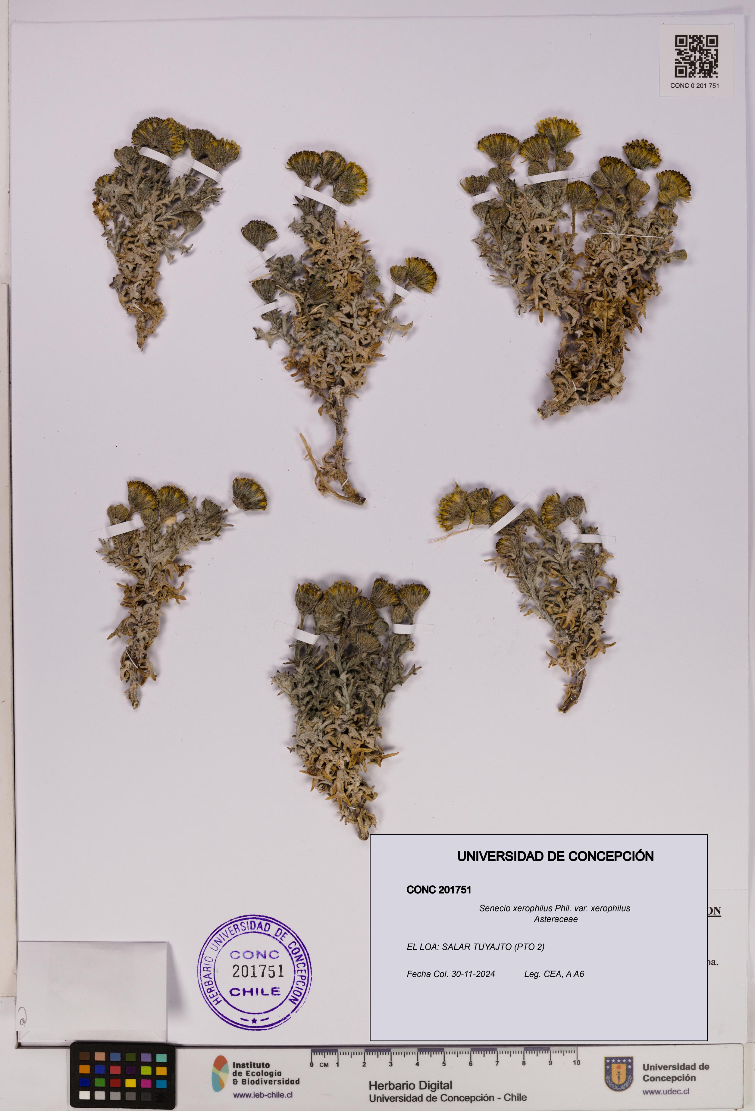 Senecio xerophilus var. xerophilus [Espécimen: UDEC:CONC:0201751]