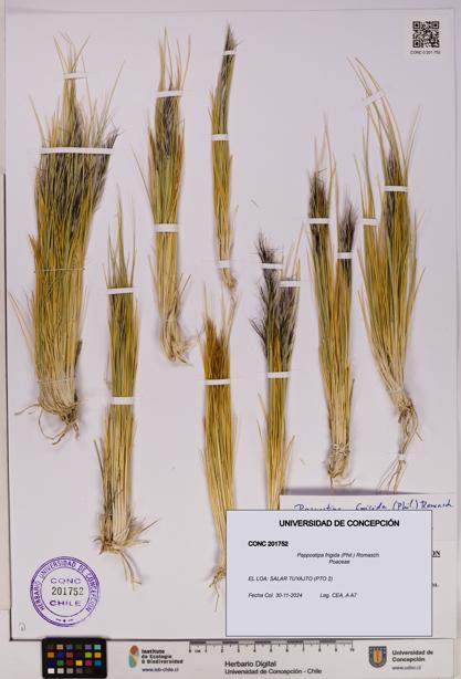 Pappostipa frigida [Espécimen: UDEC:CONC:0201752]