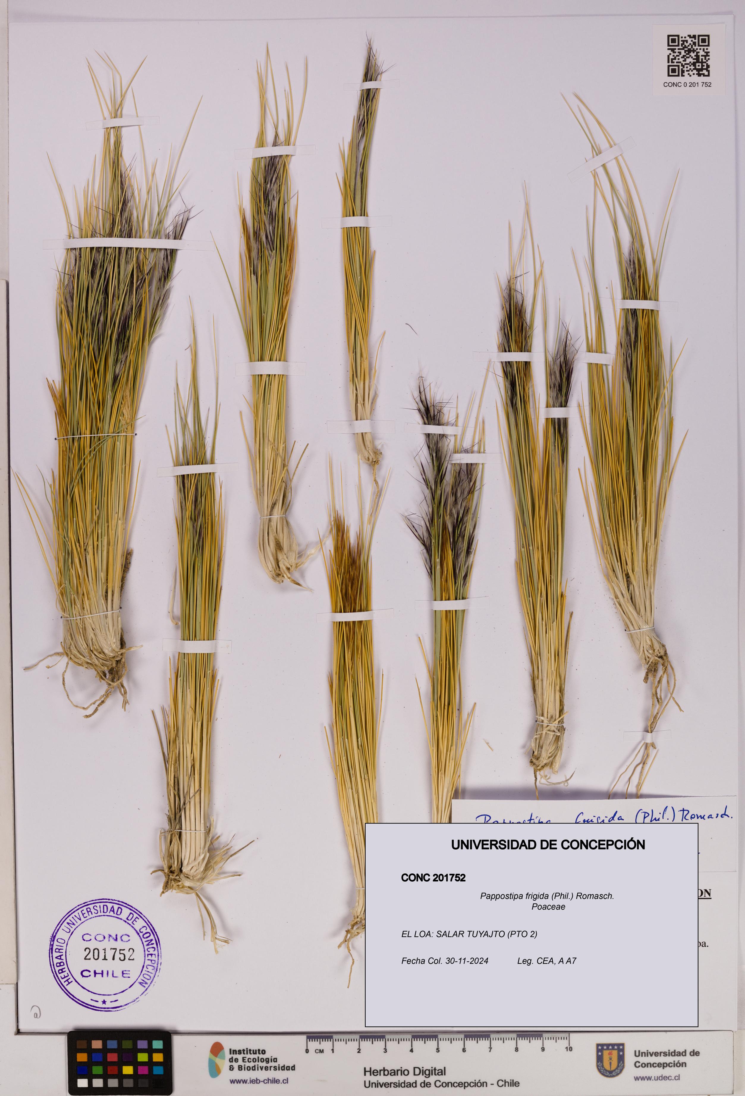 Pappostipa frigida [Espécimen: UDEC:CONC:0201752]