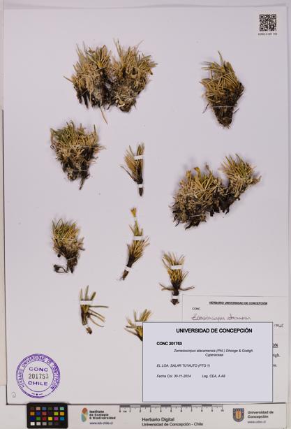 Zameioscirpus atacamensis [Espécimen: UDEC:CONC:0201753]