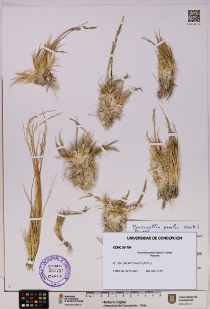 Puccinellia preslii [Espécimen: UDEC:CONC:0201754]
