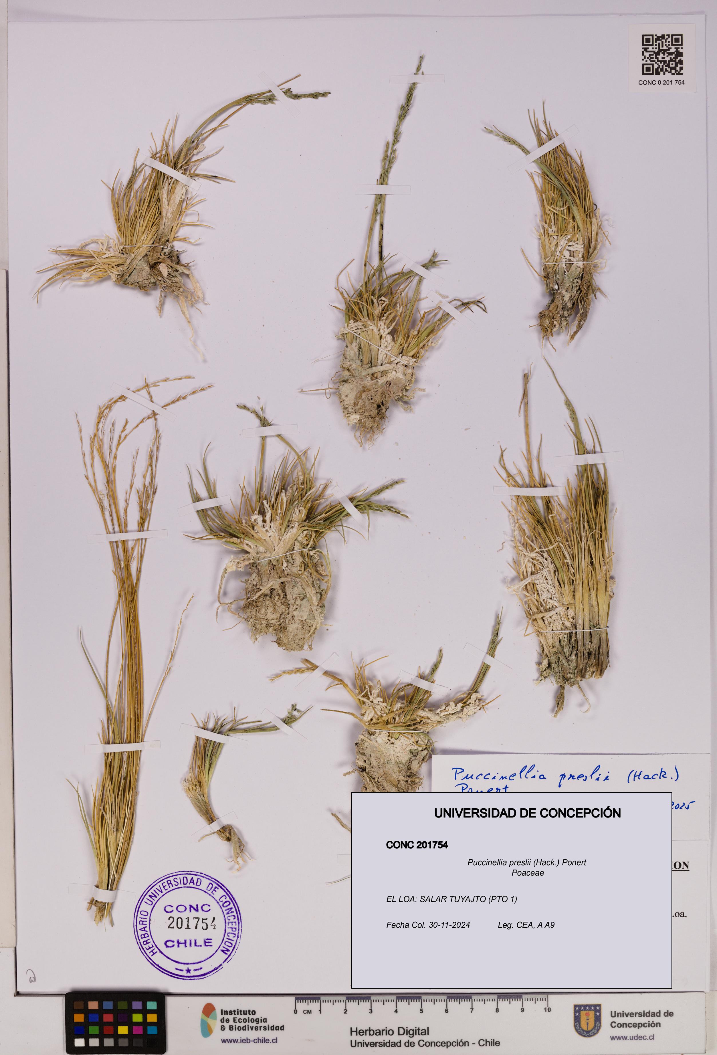 Puccinellia preslii [Espécimen: UDEC:CONC:0201754]