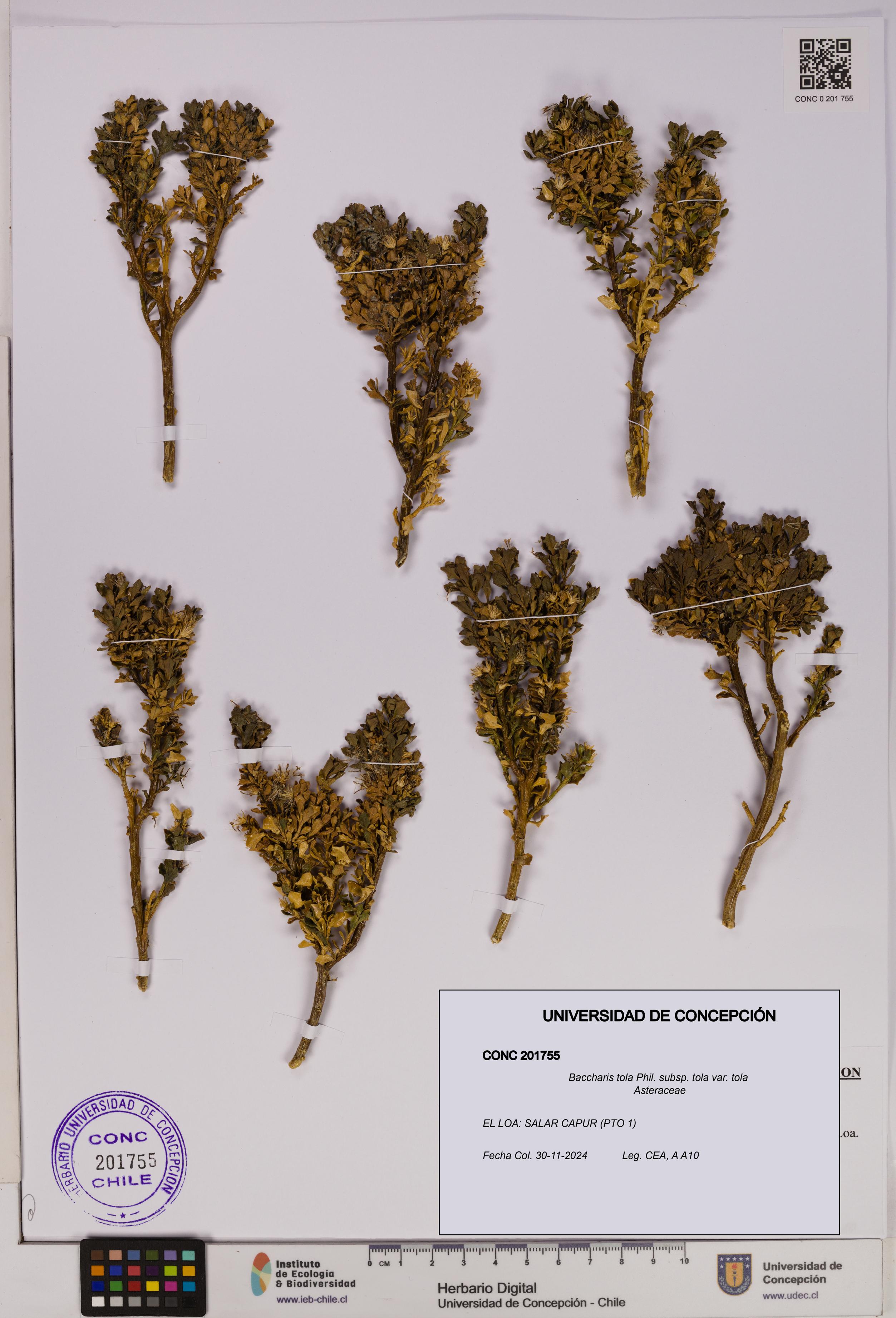 Baccharis tola subsp. tola var. tola [Espécimen: UDEC:CONC:0201755]