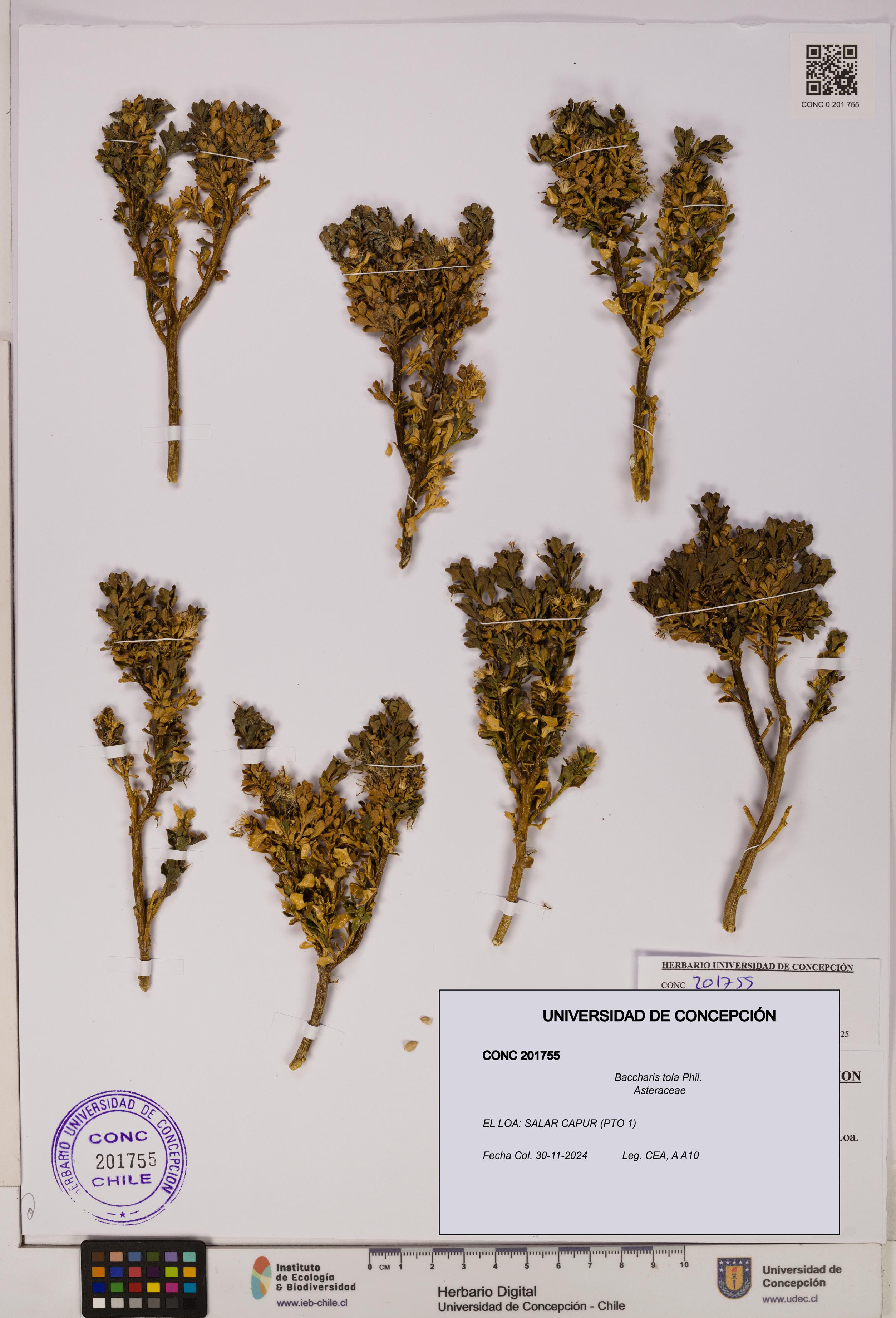 Baccharis tola [Espécimen: UDEC:CONC:0201755]