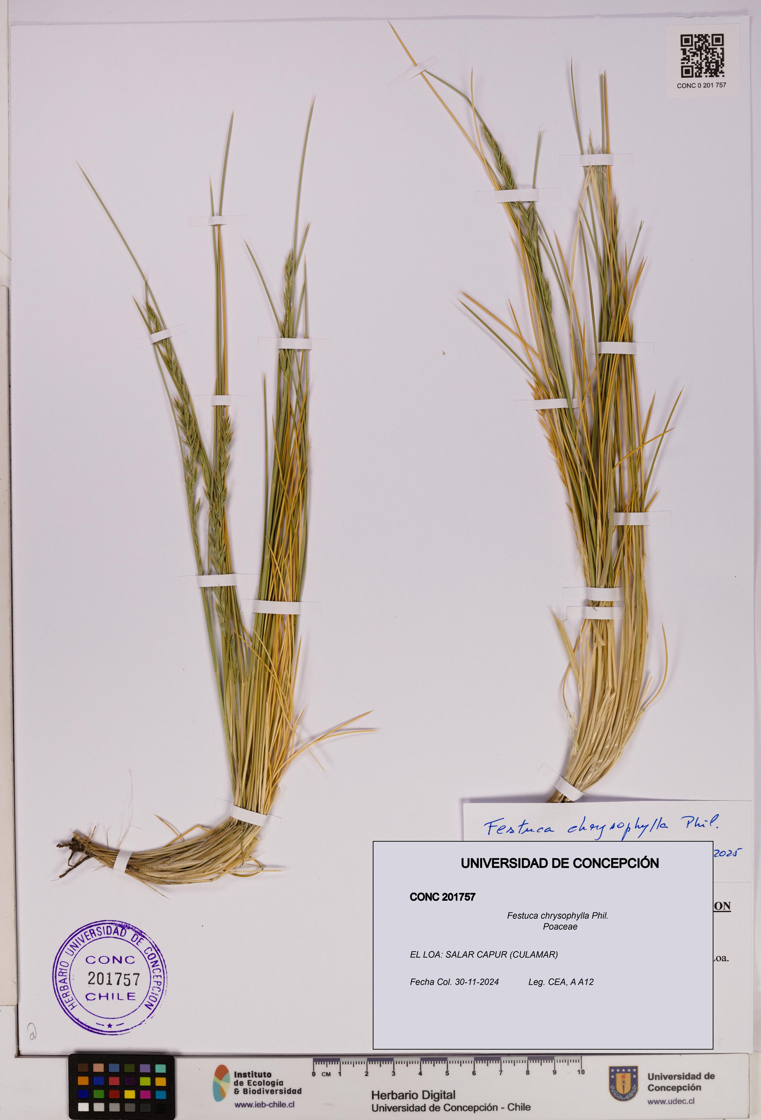 Festuca chrysophylla [Espécimen: UDEC:CONC:0201757]
