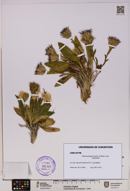 Perezia pungens [Espécimen: UDEC:CONC:0201758]