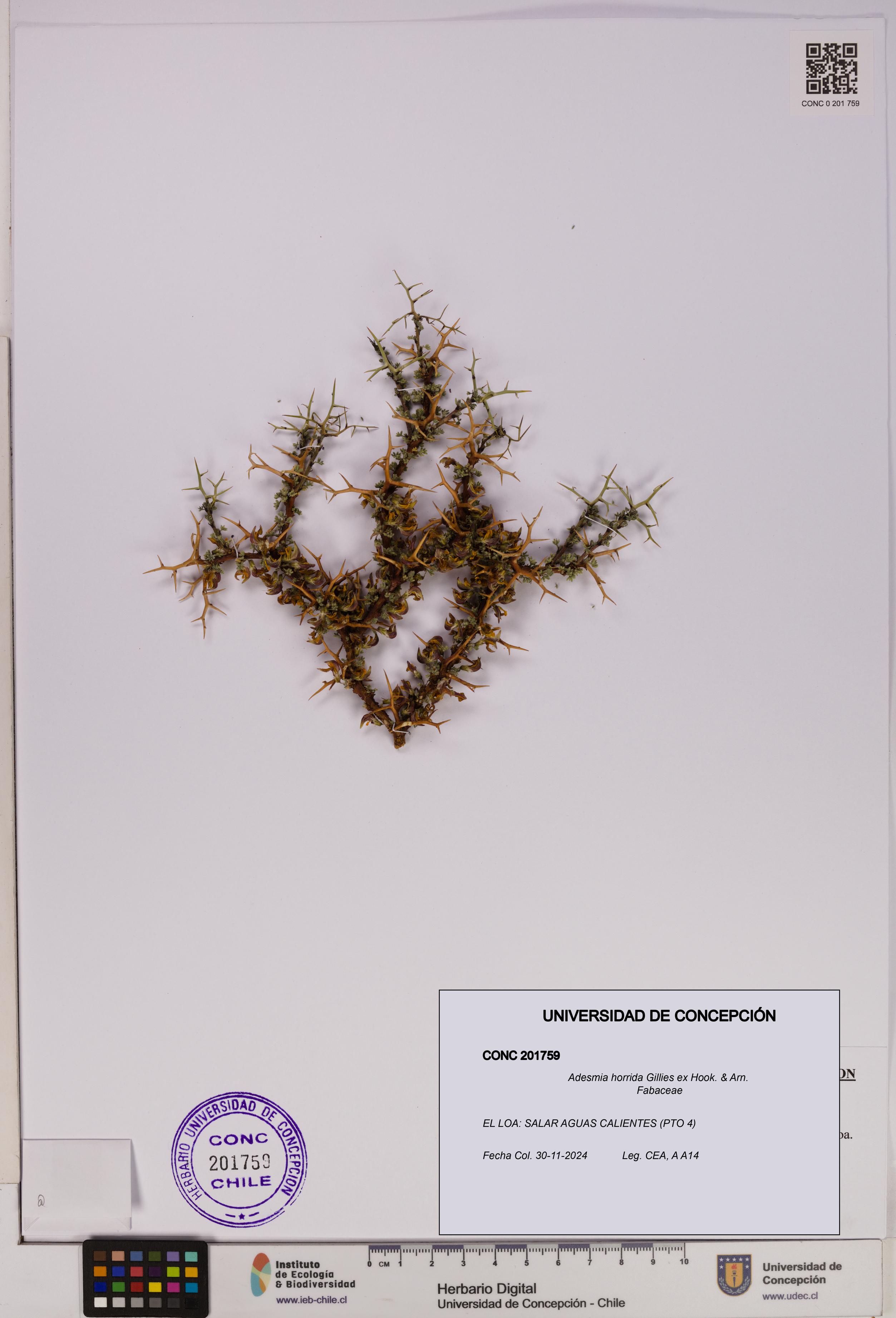 Adesmia horrida [Espécimen: UDEC:CONC:0201759]