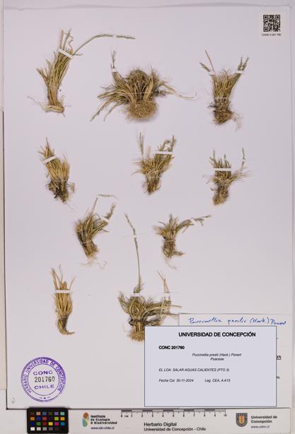 Puccinellia preslii [Espécimen: UDEC:CONC:0201760]