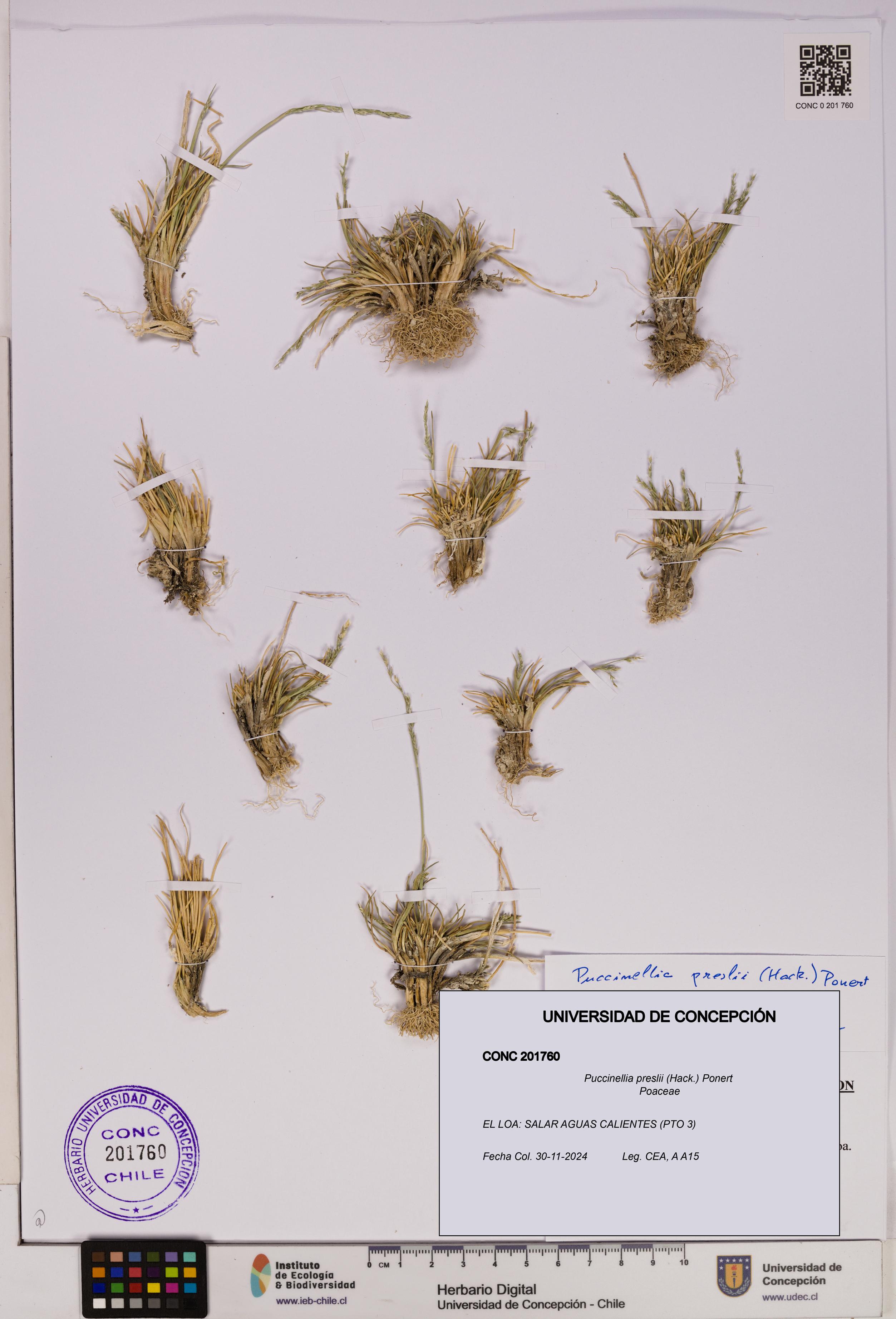Puccinellia preslii [Espécimen: UDEC:CONC:0201760]