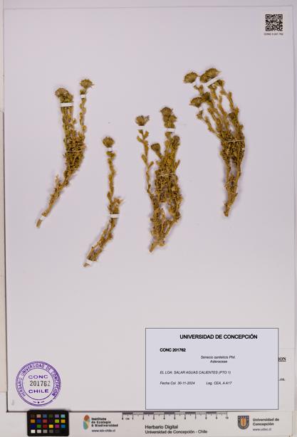 Senecio santelicis [Espécimen: UDEC:CONC:0201762]