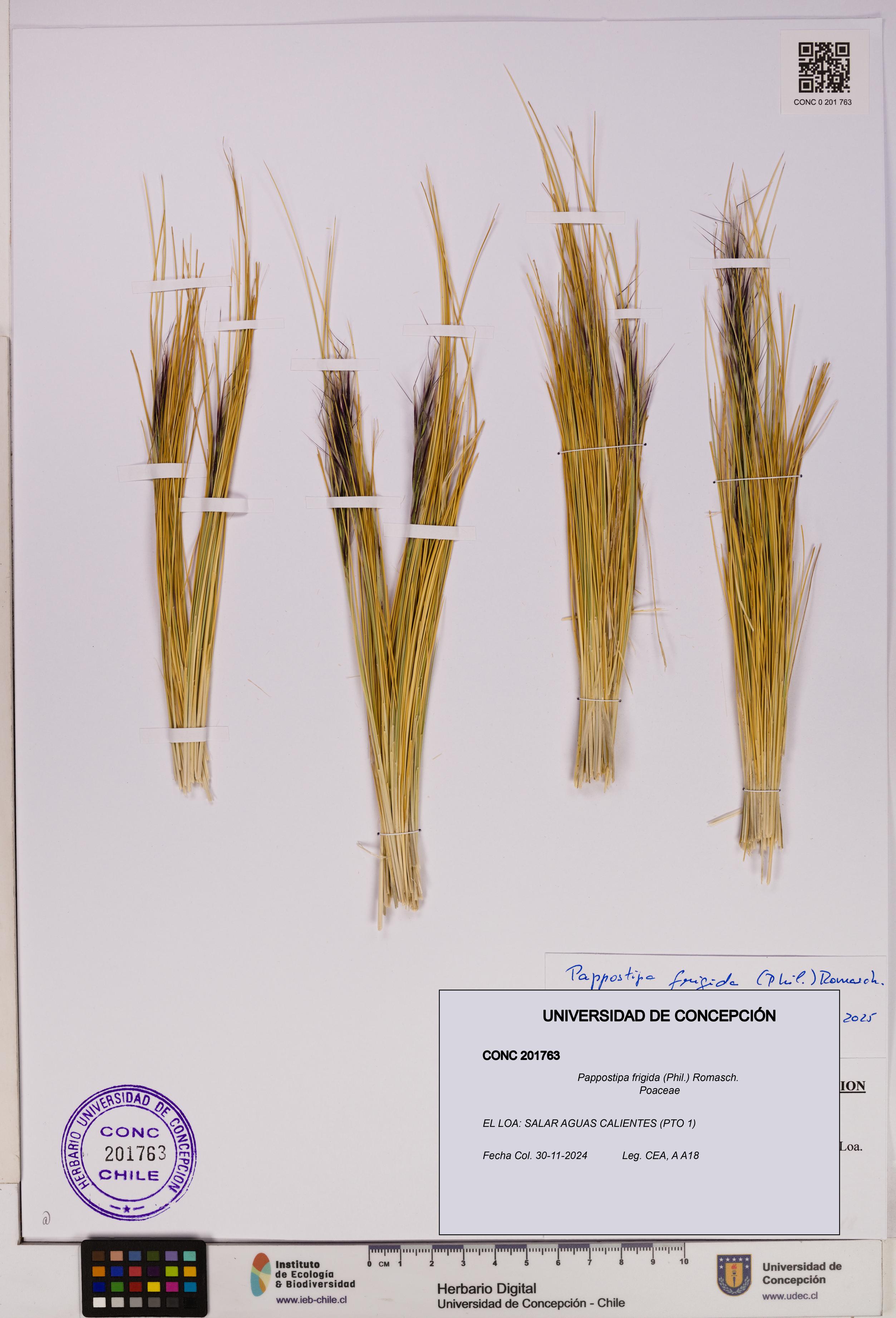 Pappostipa frigida [Espécimen: UDEC:CONC:0201763]