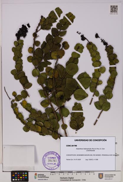 Notanthera heterophylla [Espécimen: UDEC:CONC:0201765]