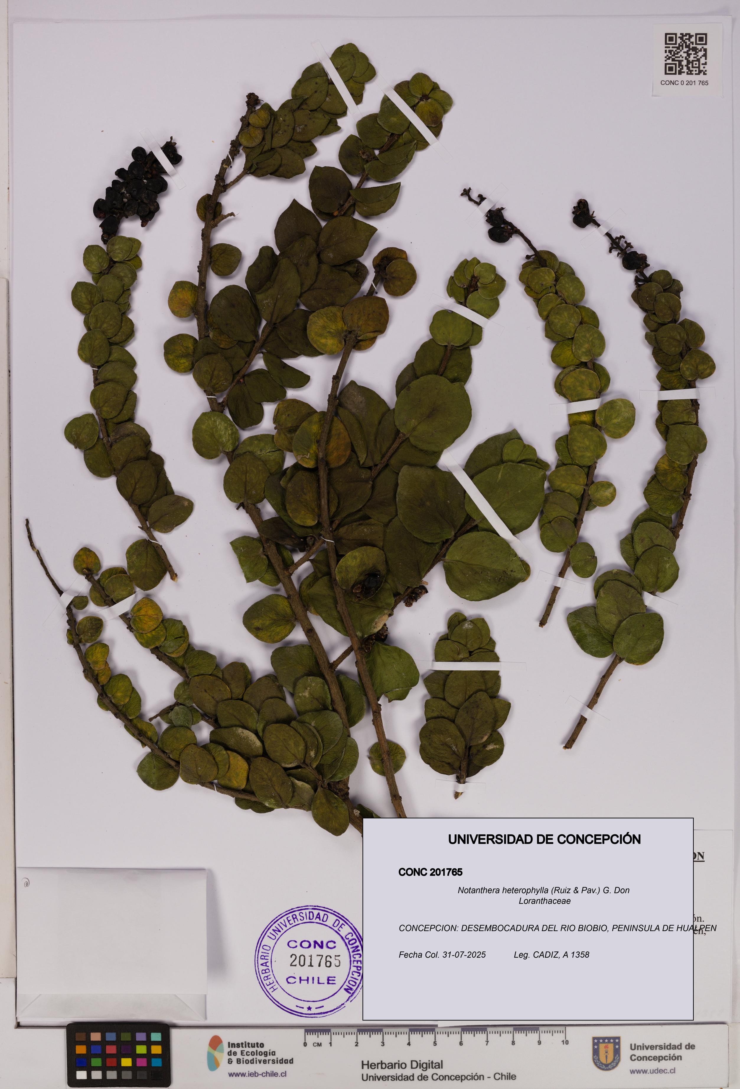 Notanthera heterophylla [Espécimen: UDEC:CONC:0201765]
