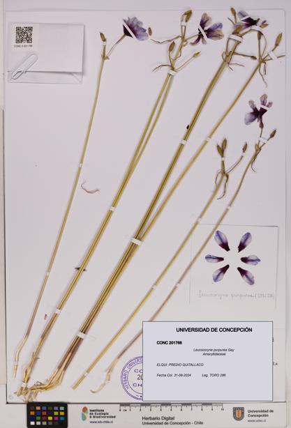 Leucocoryne purpurea [Espécimen: UDEC:CONC:0201768]
