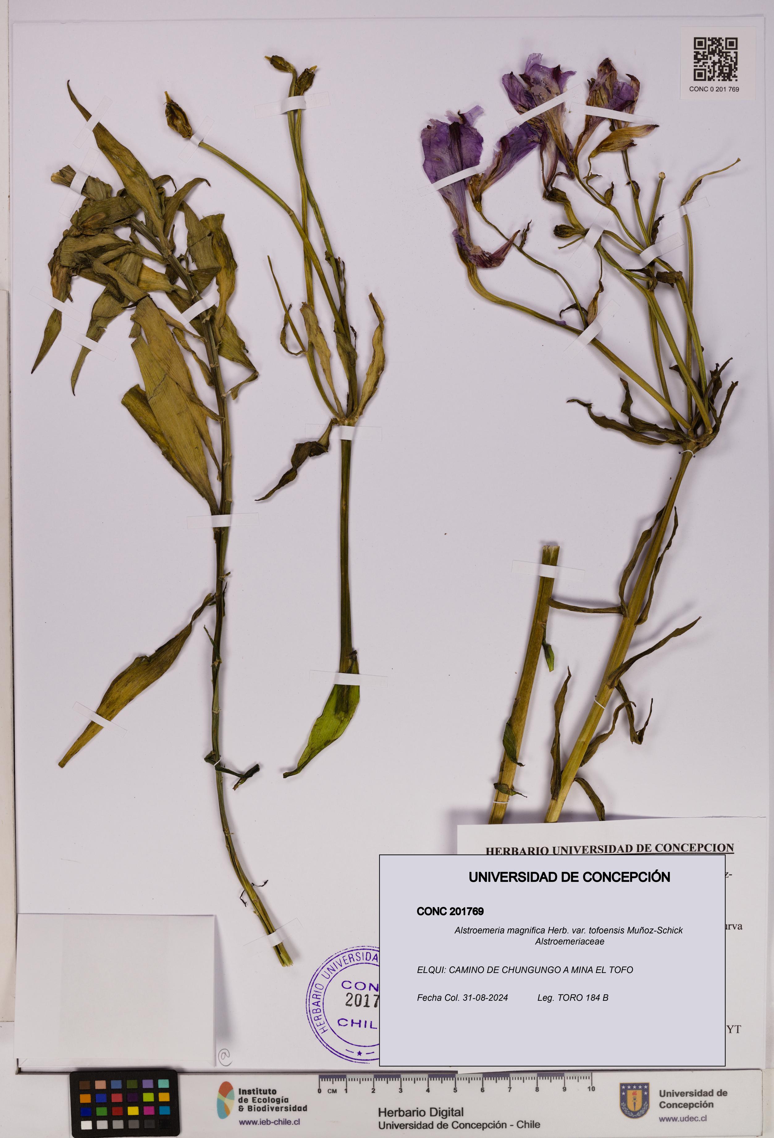 Alstroemeria magnifica var. tofoensis [Espécimen: UDEC:CONC:0201769]