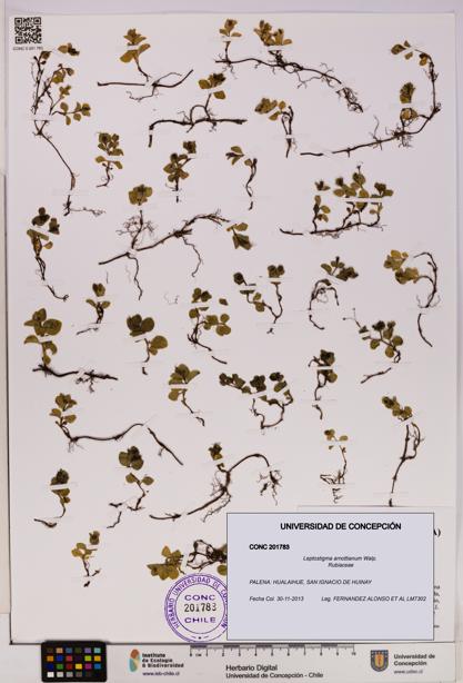 Leptostigma arnottianum [Espécimen: UDEC:CONC:0201783]