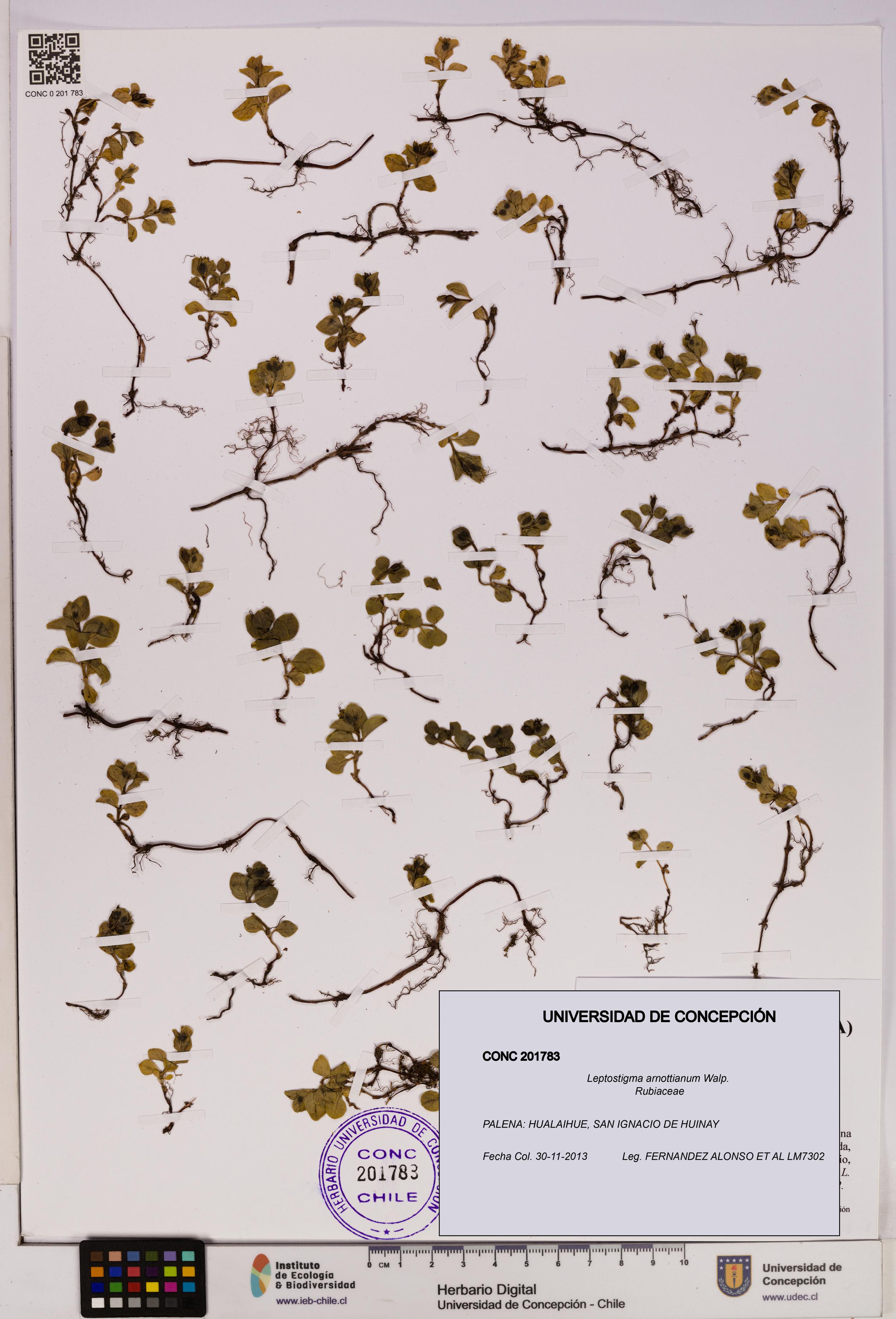 Leptostigma arnottianum [Espécimen: UDEC:CONC:0201783]