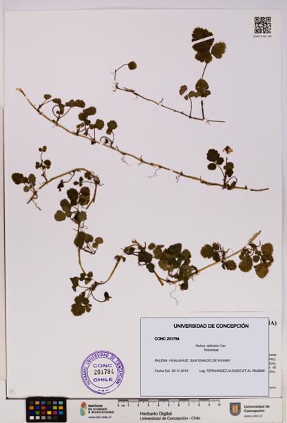 Rubus radicans [Espécimen: UDEC:CONC:0201784]