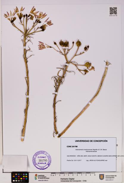 Alstroemeria marticorenae [Espécimen: UDEC:CONC:0201785]