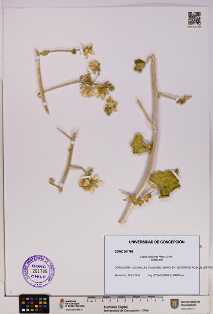 Loasa floribunda [Espécimen: UDEC:CONC:0201786]