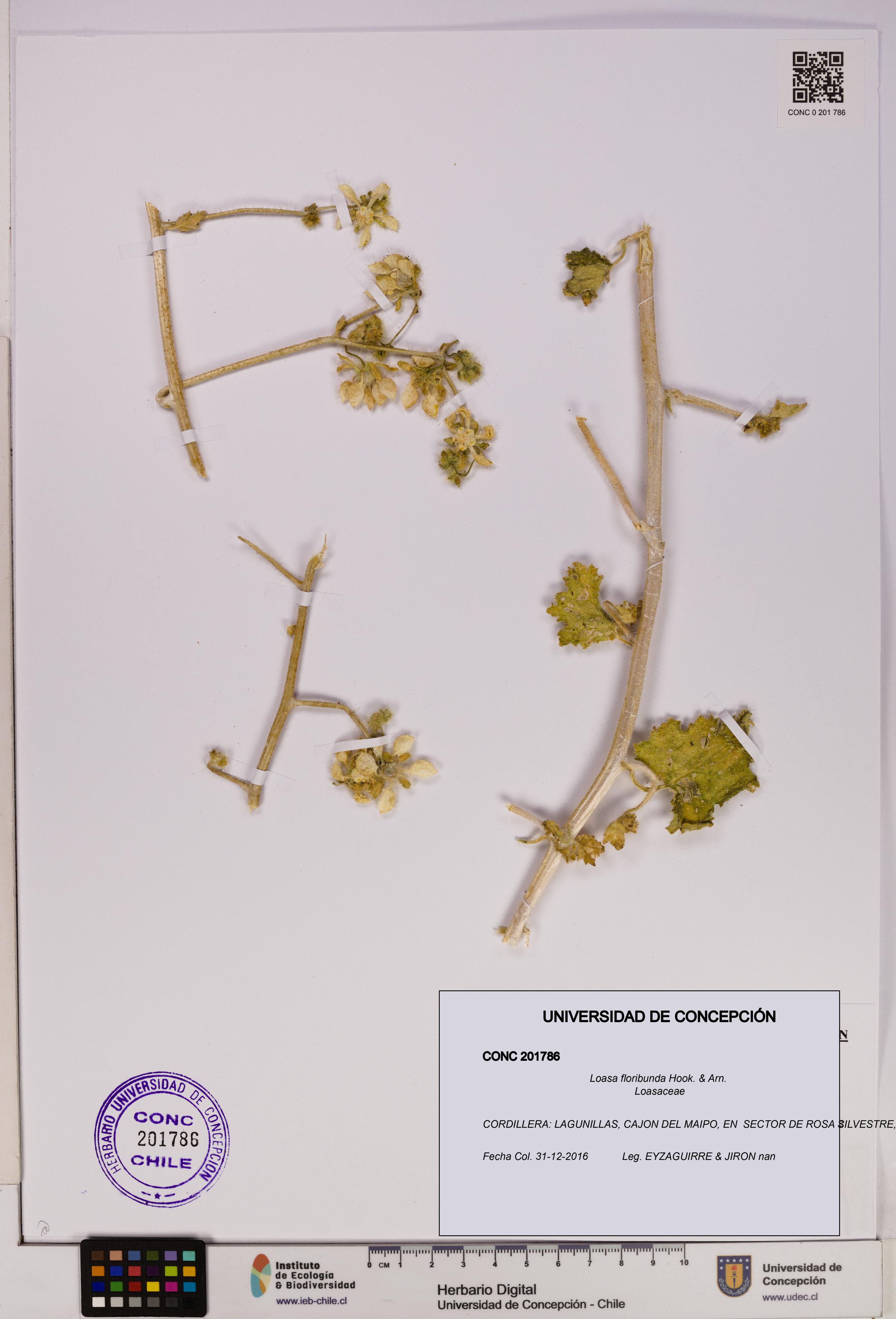 Loasa floribunda [Espécimen: UDEC:CONC:0201786]