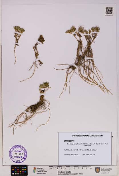 Senecio pygmophyllus [Espécimen: UDEC:CONC:0201787]