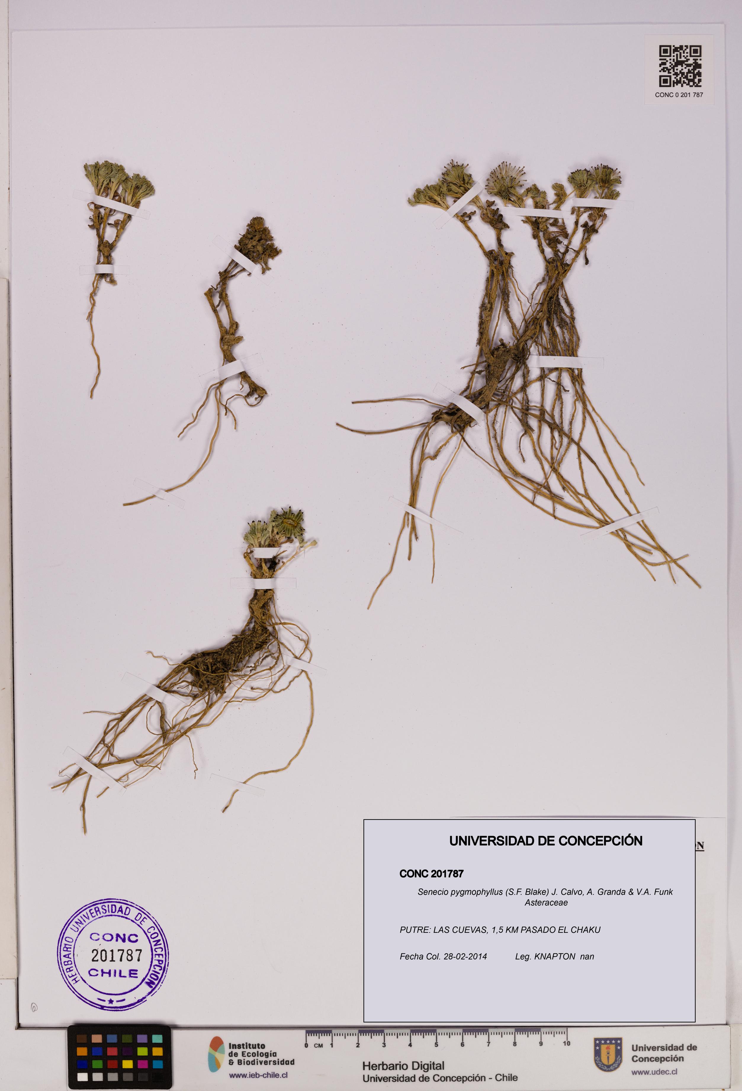 Senecio pygmophyllus [Espécimen: UDEC:CONC:0201787]