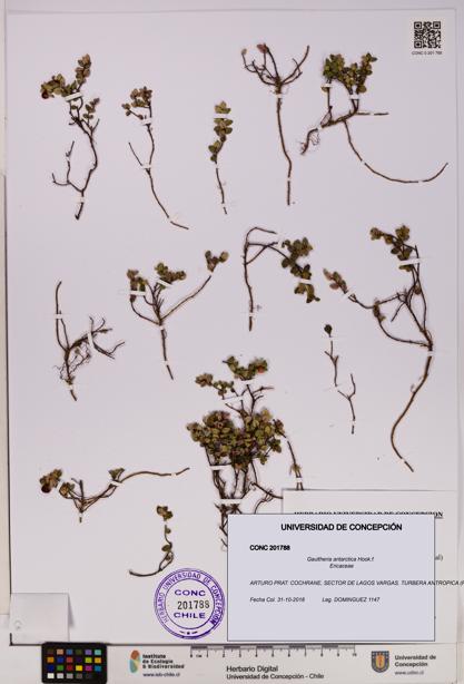 Gaultheria antarctica [Espécimen: UDEC:CONC:0201788]