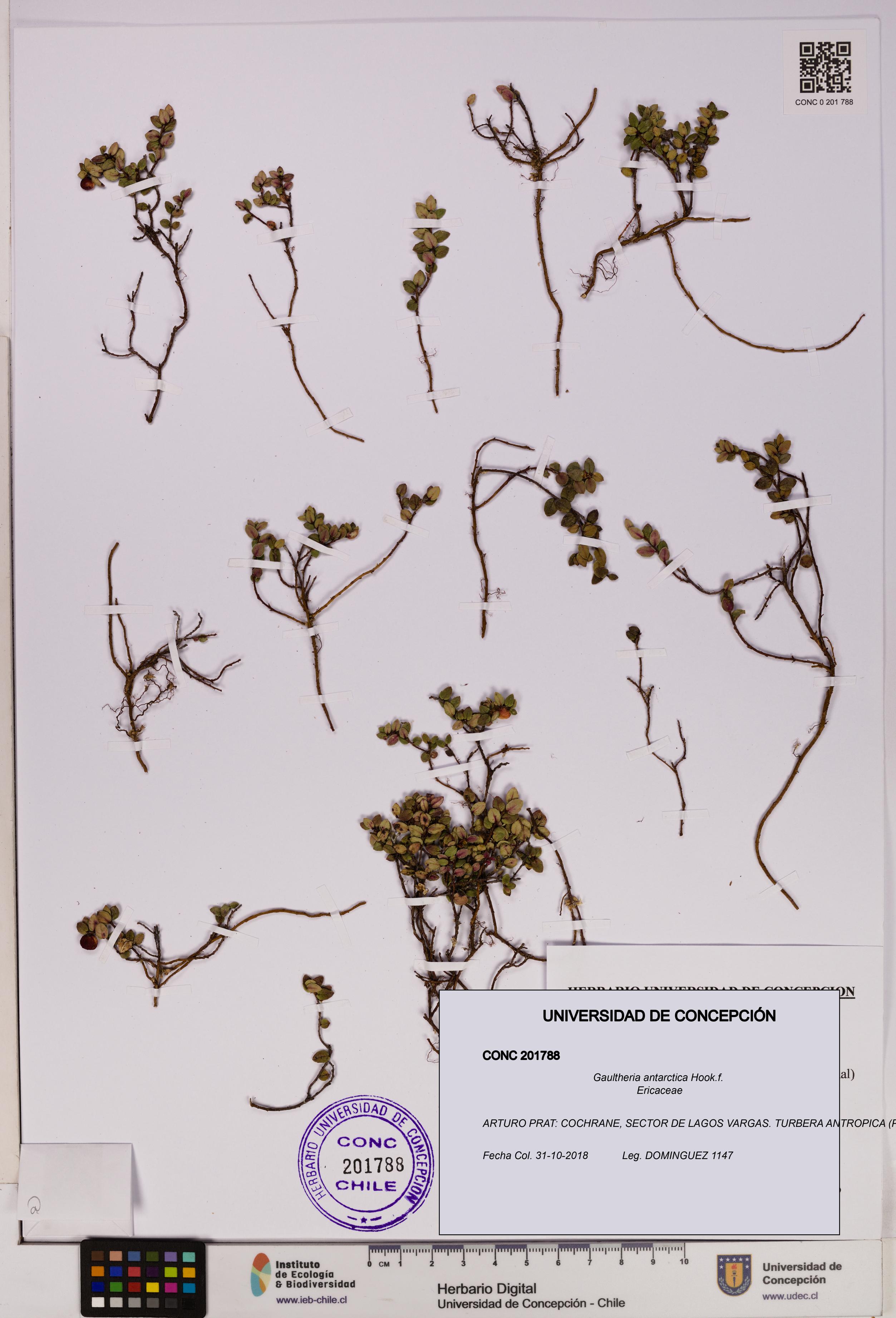 Gaultheria antarctica [Espécimen: UDEC:CONC:0201788]