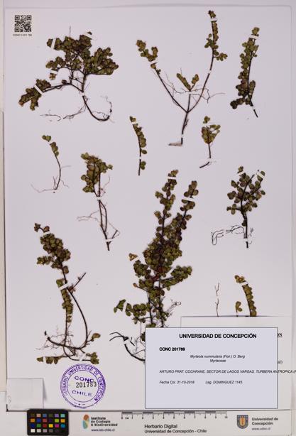 Myrteola nummularia [Espécimen: UDEC:CONC:0201789]