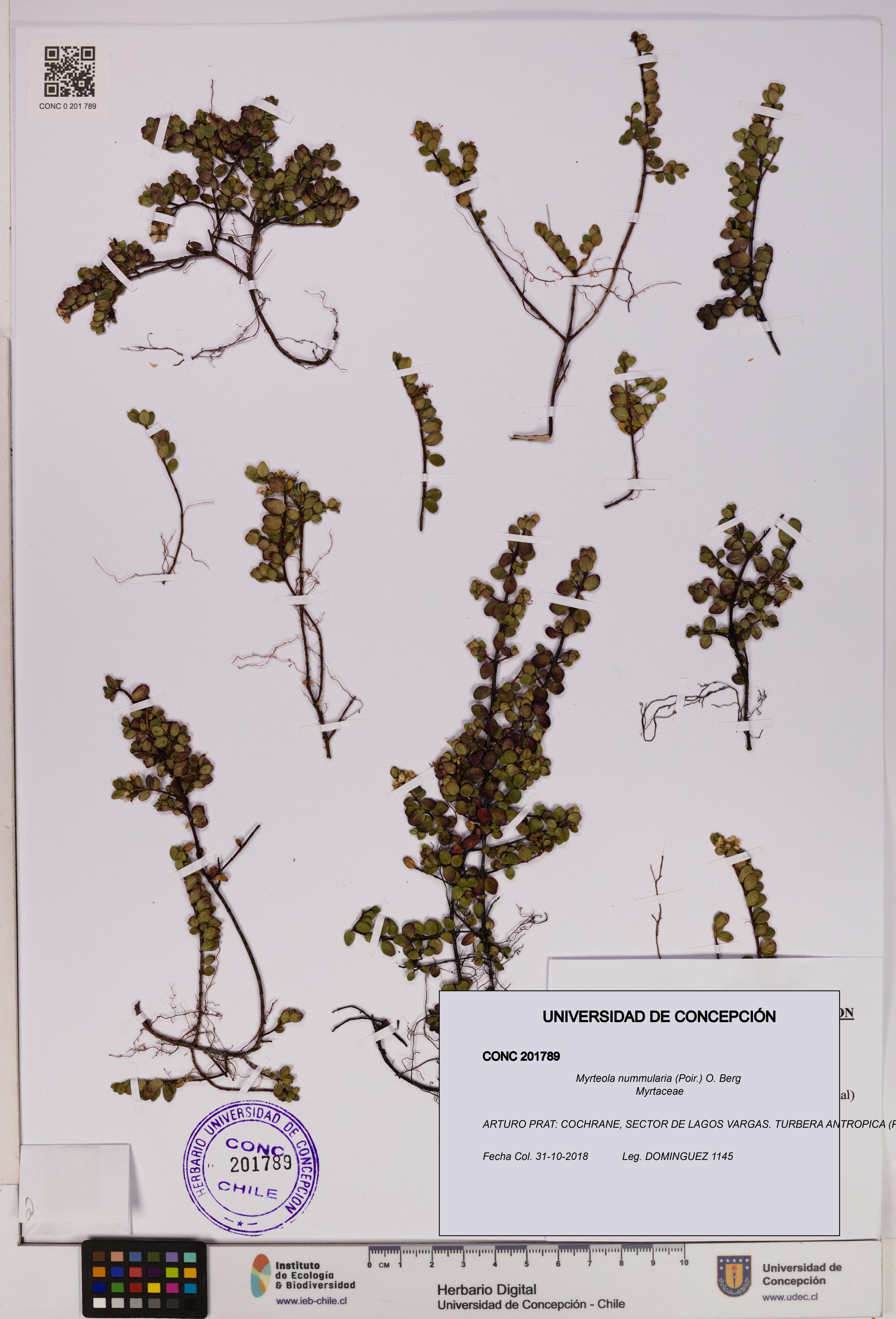 Myrteola nummularia [Espécimen: UDEC:CONC:0201789]