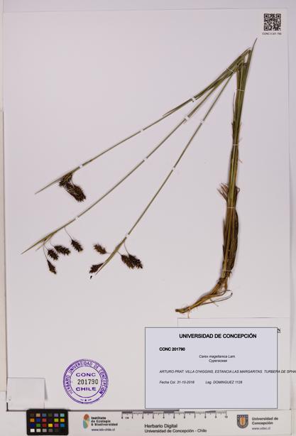 Carex magellanica [Espécimen: UDEC:CONC:0201790]