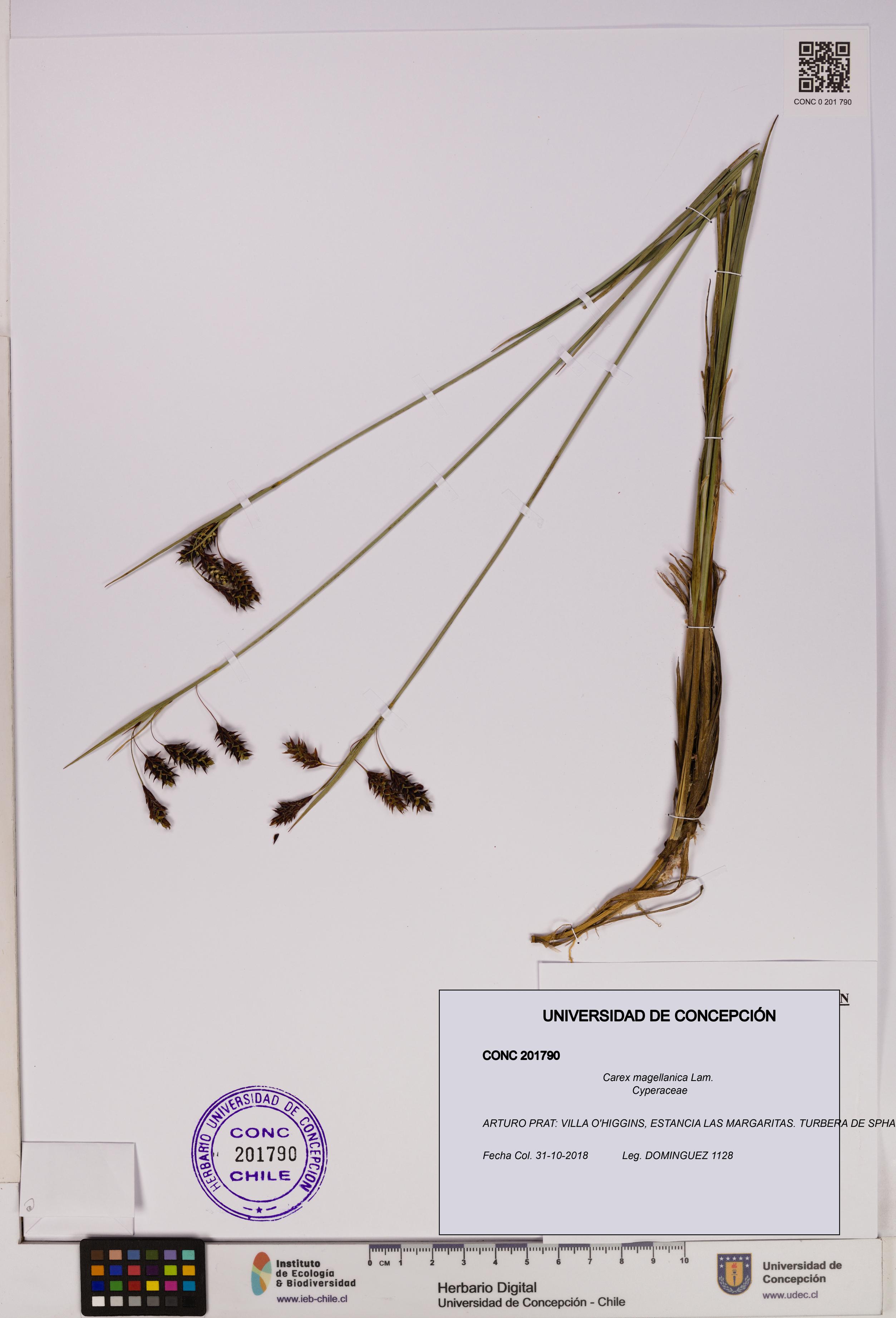 Carex magellanica [Espécimen: UDEC:CONC:0201790]