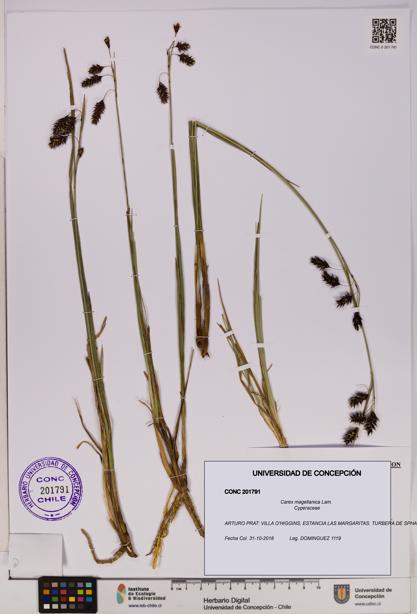 Carex magellanica [Espécimen: UDEC:CONC:0201791]