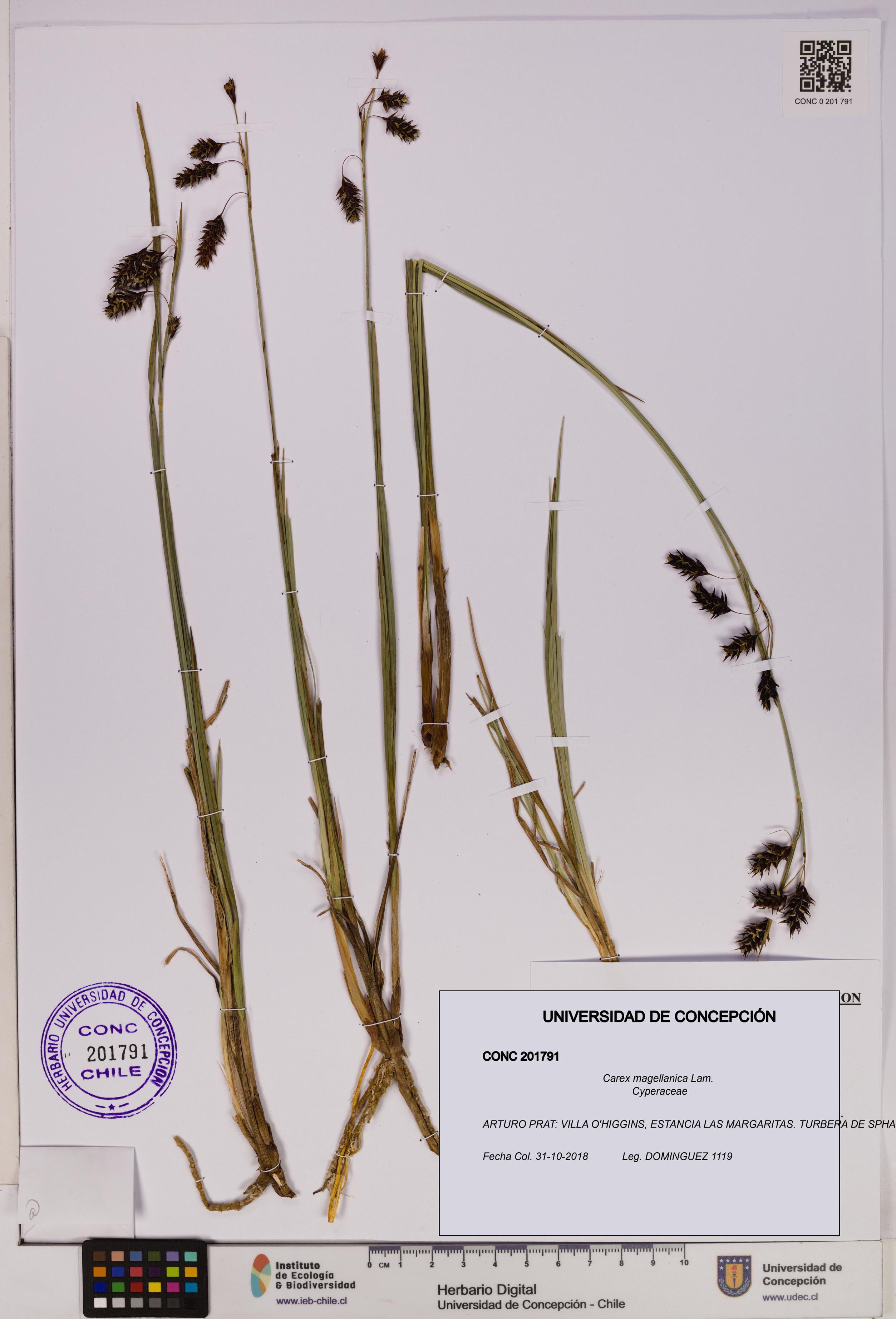 Carex magellanica [Espécimen: UDEC:CONC:0201791]