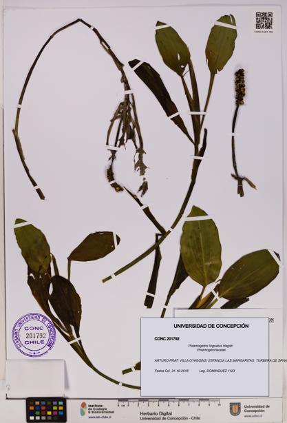 Potamogeton linguatus [Espécimen: UDEC:CONC:0201792]