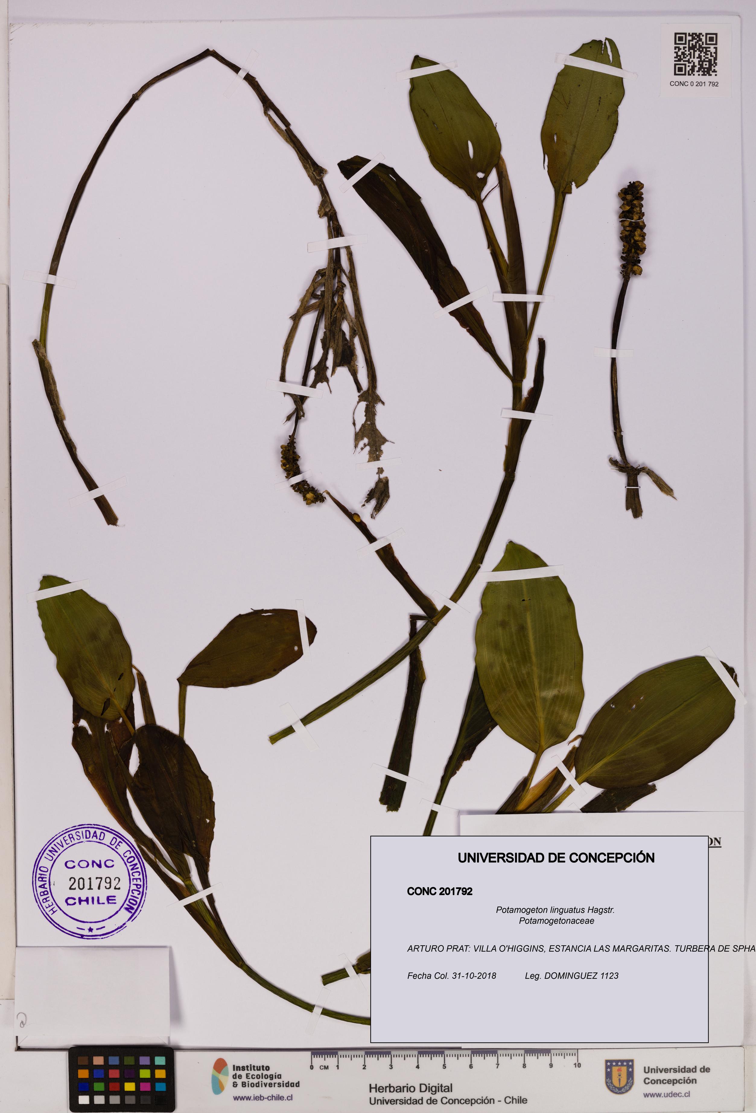 Potamogeton linguatus [Espécimen: UDEC:CONC:0201792]