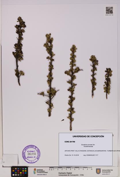 Escallonia serrata [Espécimen: UDEC:CONC:0201793]