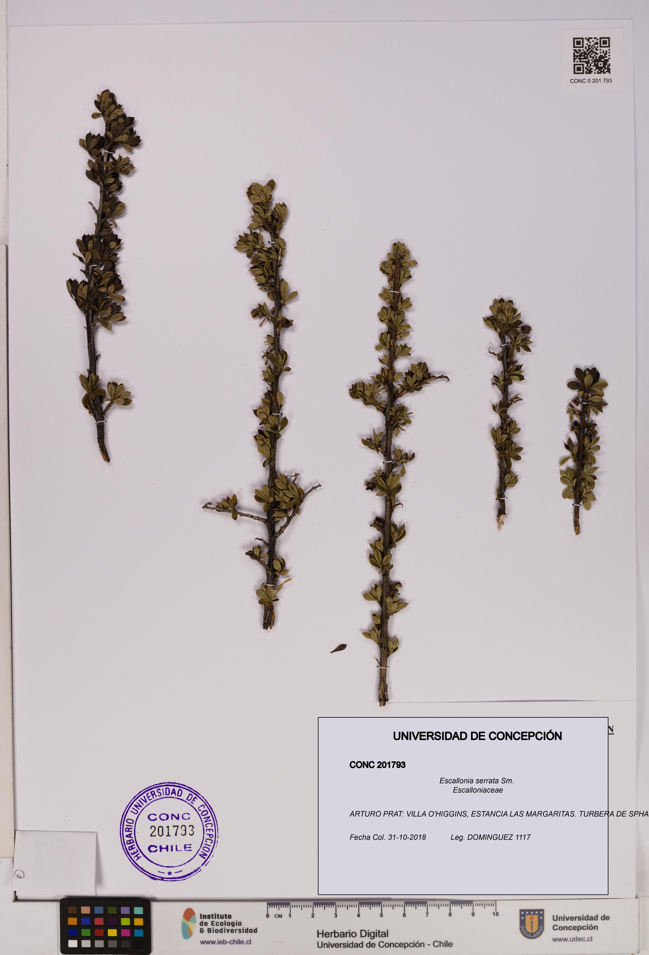 Escallonia serrata [Espécimen: UDEC:CONC:0201793]