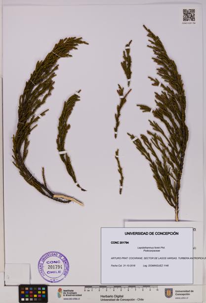 Lepidothamnus fonkii [Espécimen: UDEC:CONC:0201794]