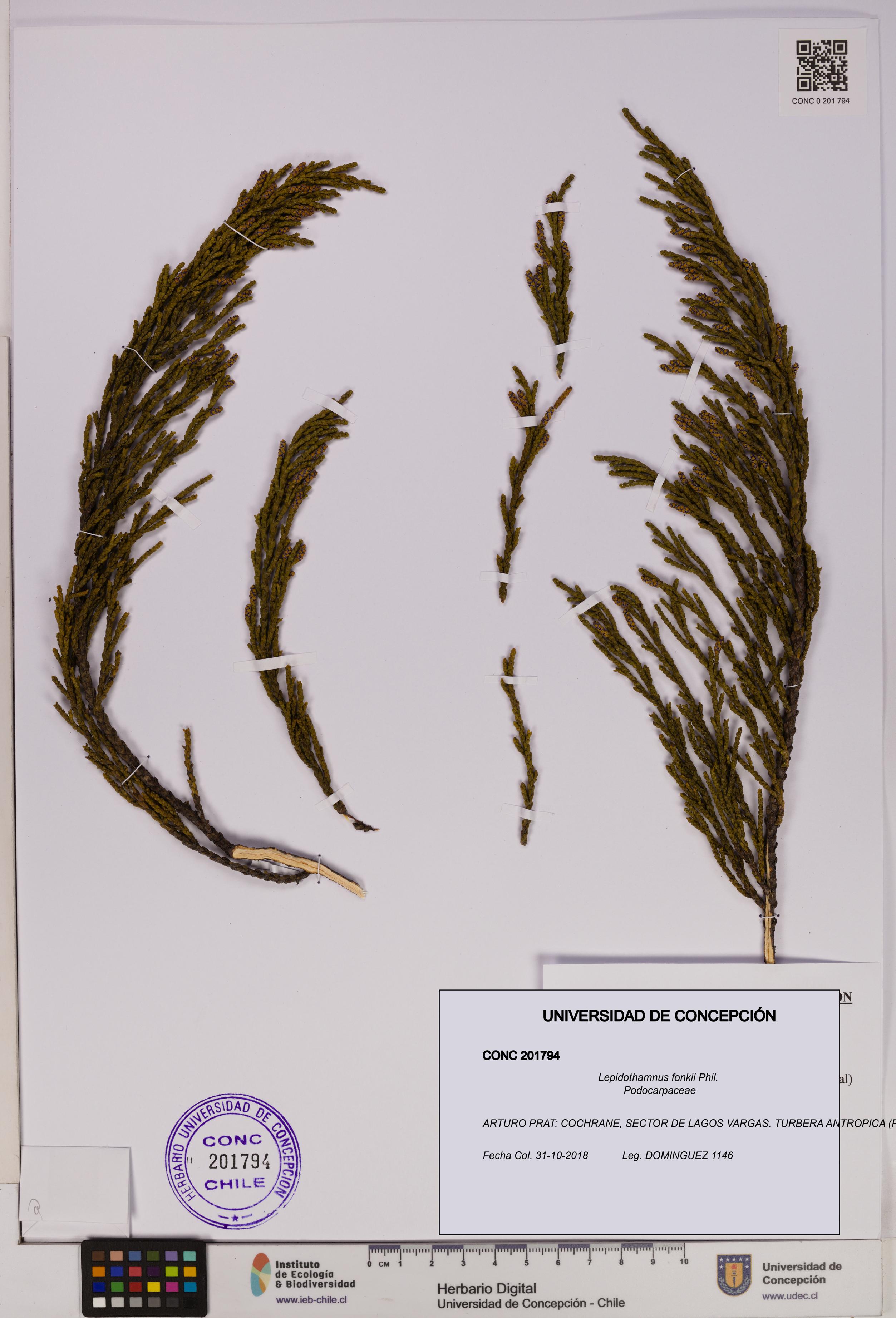 Lepidothamnus fonkii [Espécimen: UDEC:CONC:0201794]