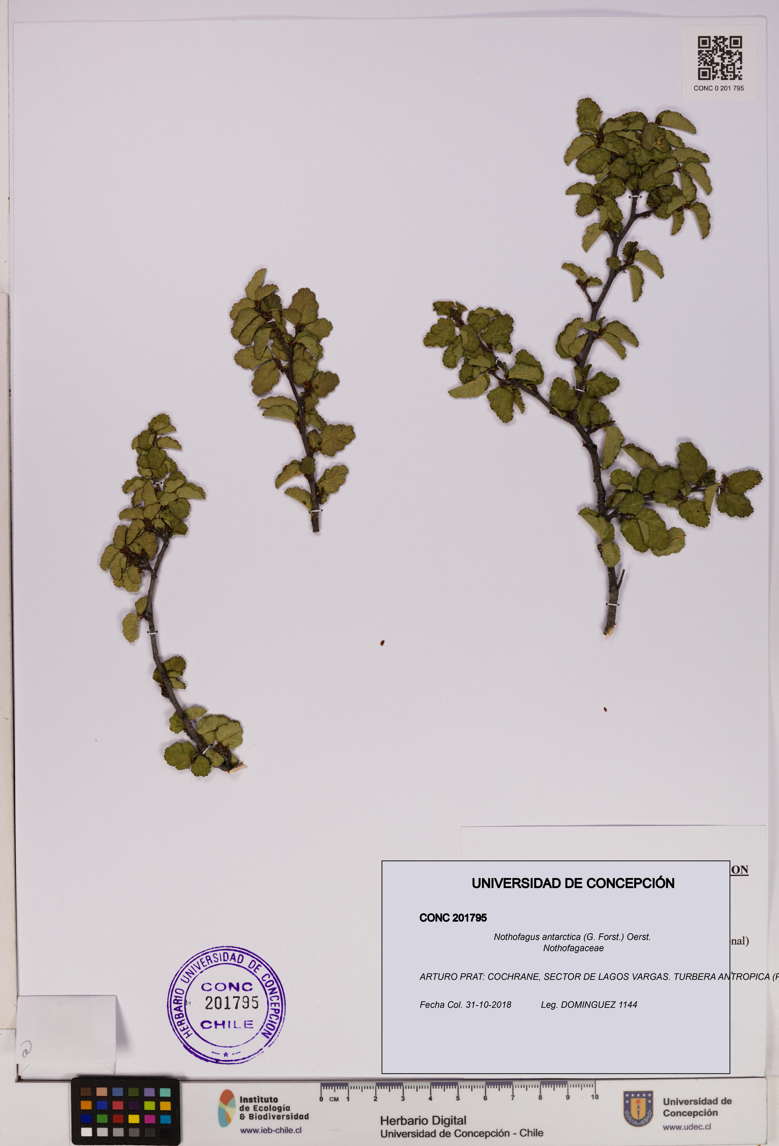 Nothofagus antarctica [Espécimen: UDEC:CONC:0201795]