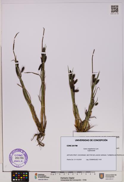 Carex magellanica [Espécimen: UDEC:CONC:0201796]