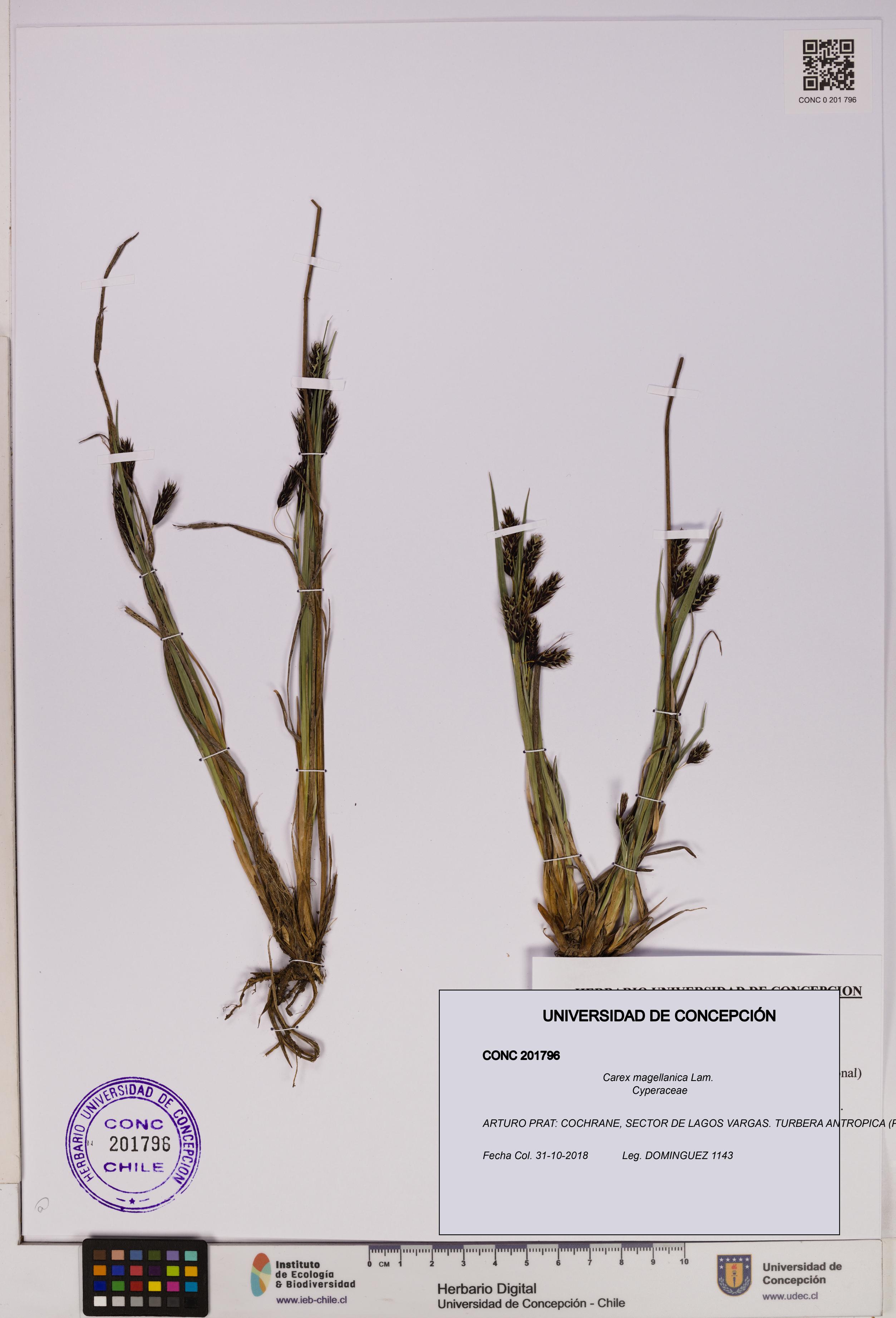 Carex magellanica [Espécimen: UDEC:CONC:0201796]