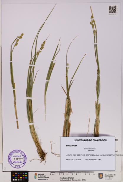 Carex canescens [Espécimen: UDEC:CONC:0201797]