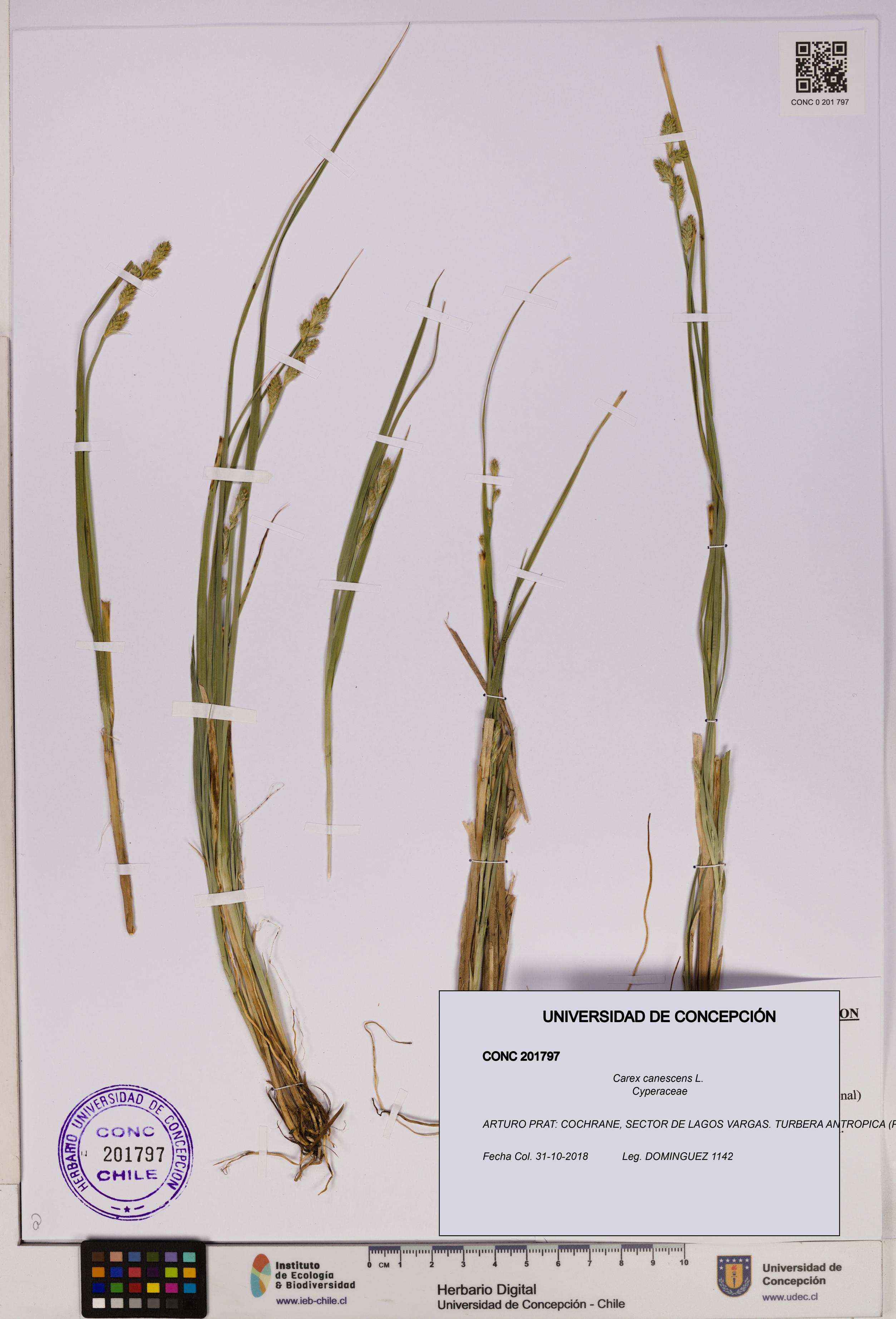 Carex canescens [Espécimen: UDEC:CONC:0201797]