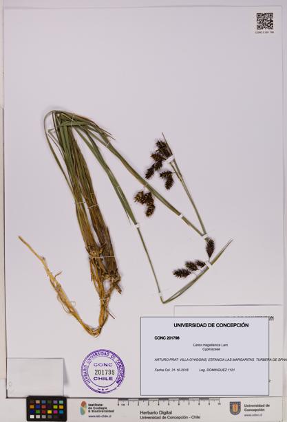Carex magellanica [Espécimen: UDEC:CONC:0201798]
