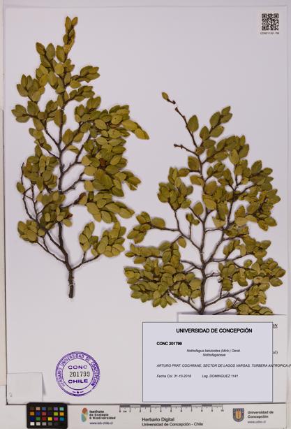 Nothofagus betuloides [Espécimen: UDEC:CONC:0201799]